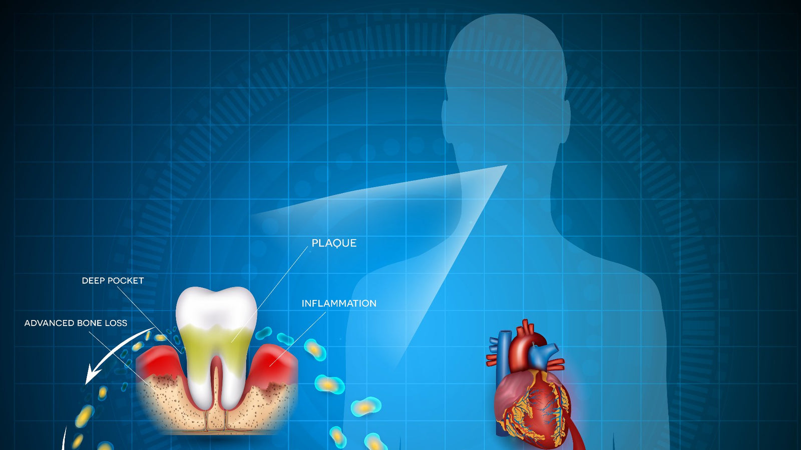 Mouth Body Connection. Oral Systemic Health.